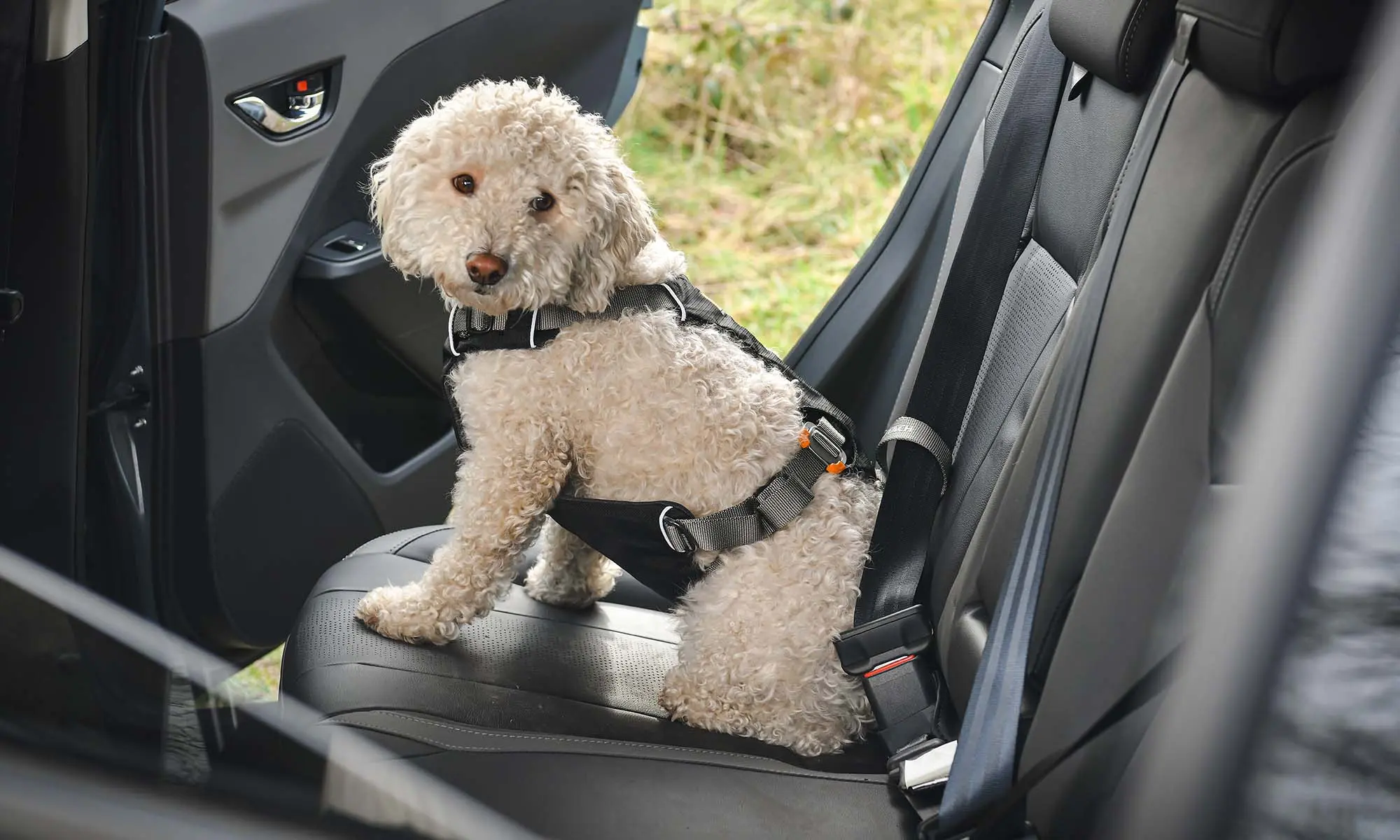 Subaru Dog Harness